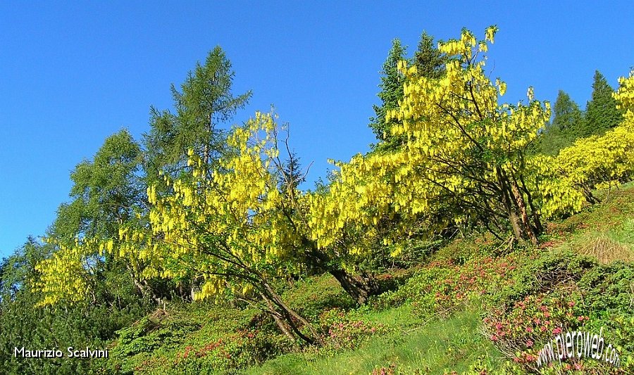 02 Maggiociondoli.JPG